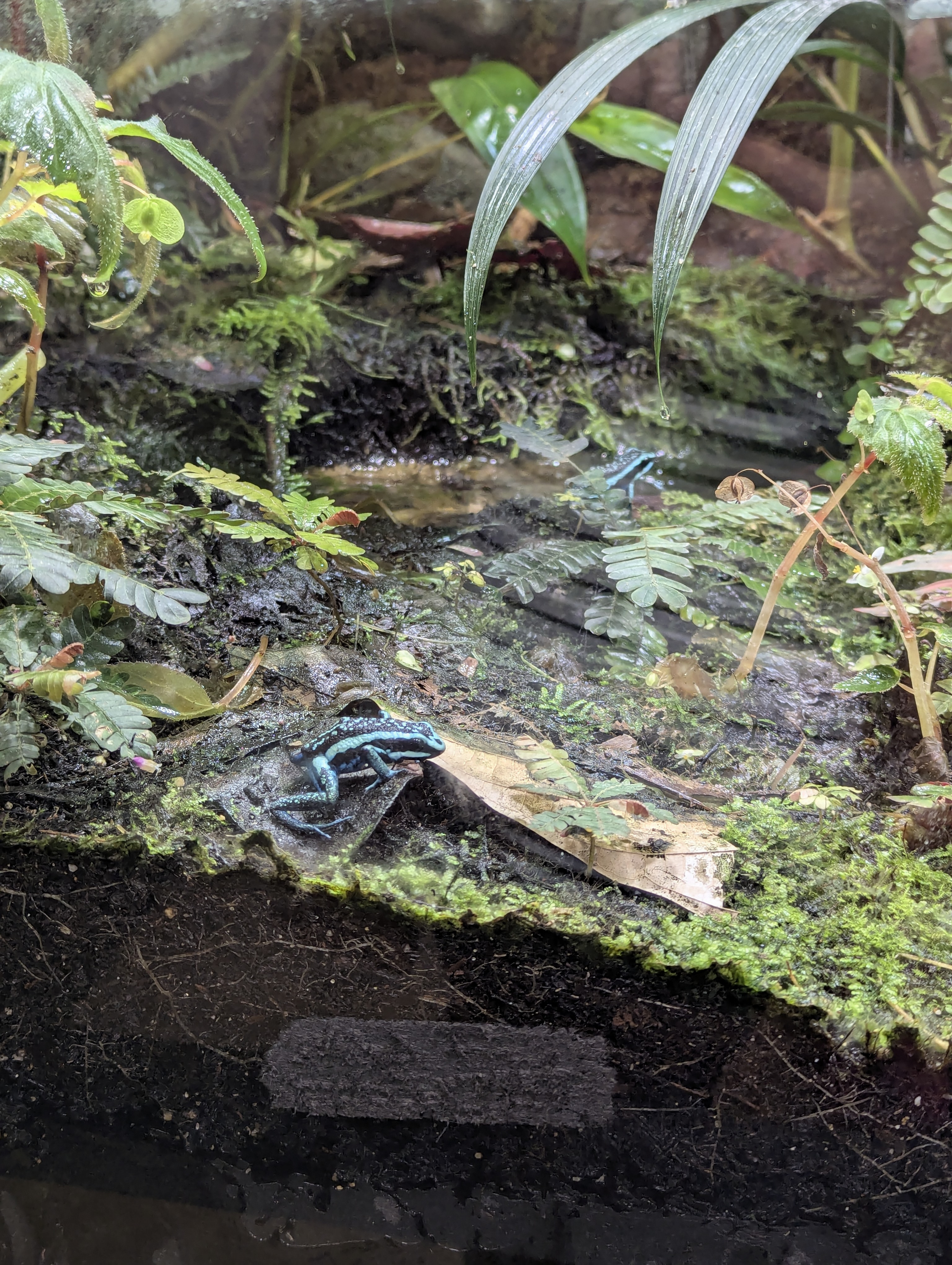 Birthday Trip to Canada, Edmonton, Pyramids, Muttart Observatory